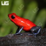 ug_Nicaragua_Strawberry_Pumilio_Dart_Frog_1.jpg