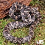 ug_Yearling_Anery_Cornsnake_4.jpg