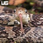 ug_Yearling_Anery_Cornsnake_3.jpg