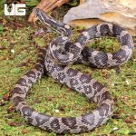 ug_Yearling_Anery_Cornsnake_2.jpg