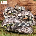 ug_Yearling_Anery_Cornsnake_1.jpg