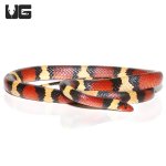 ug_scarlet_kingsnake_4.jpg