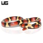 ug_scarlet_kingsnake_1.jpg