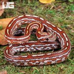 ug_Baby_Tessera_Cornsnake_3.jpg