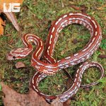 ug_Baby_Tessera_Cornsnake_2.jpg