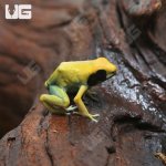 ug_C_B_Matecho_Tinctorius_Dart_Frog_4.jpg