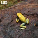 ug_C_B_Matecho_Tinctorius_Dart_Frog_3.jpg