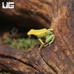 ug_C_B_Matecho_Tinctorius_Dart_Frog_2.jpg