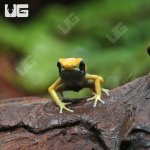 ug_C_B_Matecho_Tinctorius_Dart_Frog_1.jpg