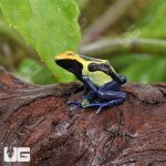 ug_CB_Cobalt_Blue_Tinctorius_Dart_Frog_4.jpg