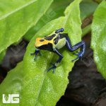 ug_CB_Cobalt_Blue_Tinctorius_Dart_Frog_3.jpg