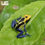 ug_CB_Cobalt_Blue_Tinctorius_Dart_Frog_1.jpg