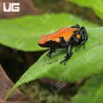 ug_CB_Orange_Splashback_Dart_Frog_1.jpg