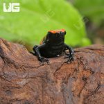 ug_CB_Orange_Splashback_Dart_Frog_2.jpg