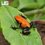 ug_CB_Orange_Splashback_Dart_Frog_3.jpg