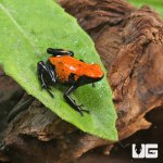 ug_CB_Orange_Splashback_Dart_Frog_4.jpg