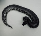 IMG_0789.jpeg