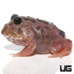 ug_mutant_black_eyed_pink_chicken_pacman_frog_4.jpg