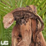 ug_Baby_Frappucino_Crested_Gecko_5.jpg