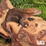 ug_Baby_Frappucino_Crested_Gecko_6.jpg