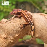 ug_Baby_Frappucino_Crested_Gecko_4.jpg