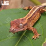 ug_Baby_Frappucino_Crested_Gecko_3.jpg
