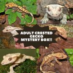 NEW-ARRIVALS-2.jpg
