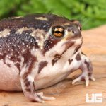 ug_Rain_Frog_1.jpg