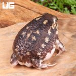 ug_Rain_Frog_4.jpg
