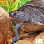 ug_Painted_river_Terrapin_Turtle_(Split_Scute)_6.jpg