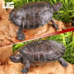 ug_Painted_river_Terrapin_Turtle_(Split_Scute)_5.jpg