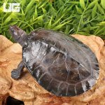 ug_Painted_river_Terrapin_Turtle_(Split_Scute)_4.jpg