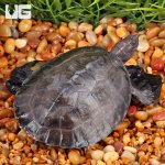 ug_Painted_river_Terrapin_Turtle_(Split_Scute)_3.jpg