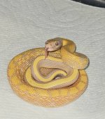 albino beauty 10-23-24.jpg