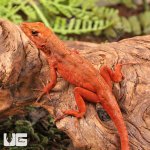 ug_Red_Chili_Pepper_Anole_4.jpg
