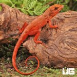 ug_Red_Chili_Pepper_Anole_3.jpg