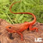 ug_Red_Chili_Pepper_Anole_2.jpg