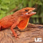 ug_Red_Chili_Pepper_Anole_1.jpg