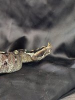 IMG_4368.jpeg