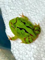 IMG_8643.jpeg
