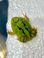 IMG_8642.jpeg