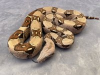 IMG_6003.jpeg