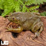 ug_Chilean_Wide_Mouth_Toad_5.jpg