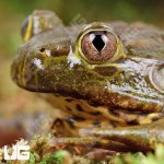 ug_Chilean_Wide_Mouth_Toad_1.jpg