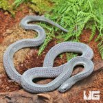 ug_West_African_File_Snake_1.jpg