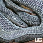 ug_West_African_File_Snake_4.jpg