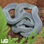 ug_West_African_File_Snake_3.jpg