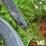 ug_West_African_File_Snake_2.jpg