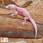 ug_Baby_Blazing_Blizzard_Leopard_Gecko_5.jpg