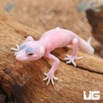 ug_Baby_Blazing_Blizzard_Leopard_Gecko_4.jpg